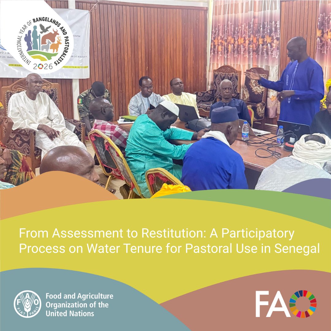 FAOLivestock's tweet photo. 💡 @FAO, through the Water &amp; Food Security Initiative for Africa with @AECID_es support, held 3⃣ workshops in Senegal.

Pastoralists, local authorities, community leaders, women &amp; youth discussed a water tenure assessment in pastoral areas.

📖 https://t.co/8NIkZ0cb5k

#IYRP2026 https://t.co/EccYGVBlCt