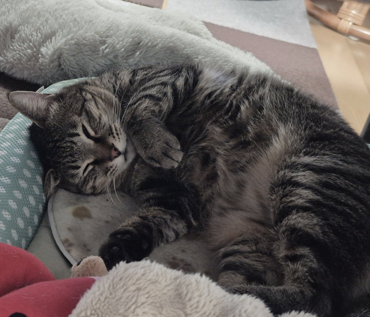 猫ちゃん