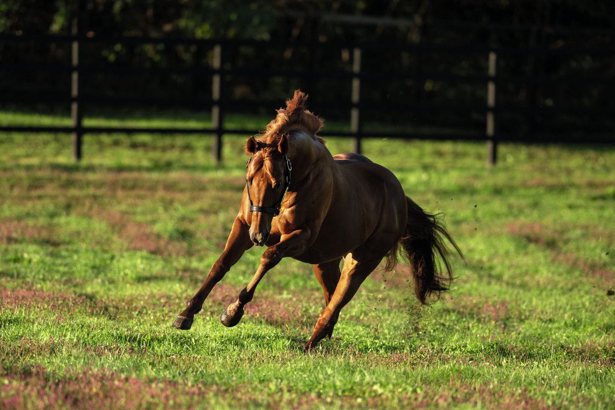 Godolphin tweet media
