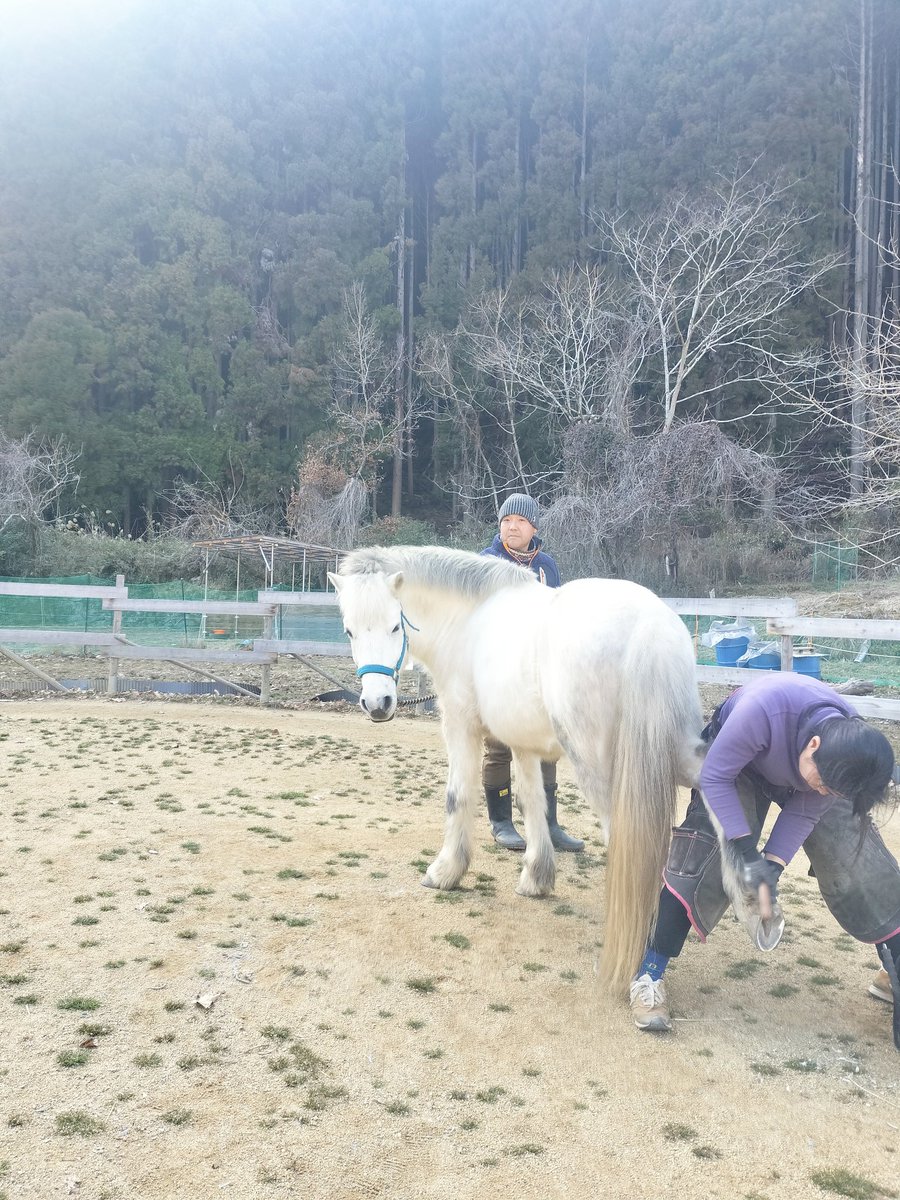 horsetherapy_st's tweet photo. 昨日は削蹄の日！
きれいに整えてもらいました✨
またしても、アビィさん（@abii_horse）をハムハムするぶーちゃん🤭
#昴うま牧場
#削蹄
#セラピーホース
#馬のいる暮らし https://t.co/YgKkZDUFVn