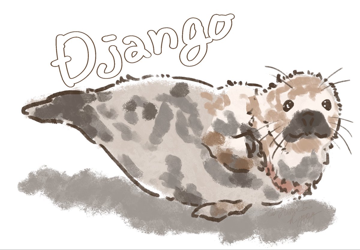 Yume55happy's tweet image. Django〜！絡まってたのを助けられたと思ったら今度は血尿で検査に……今まさに頑張ってるところかしら、頑張って疲れて寝てるのかしら。また可愛い姿を見せてね、大好き！
　#アザラシ幼稚園　#WEC #Django