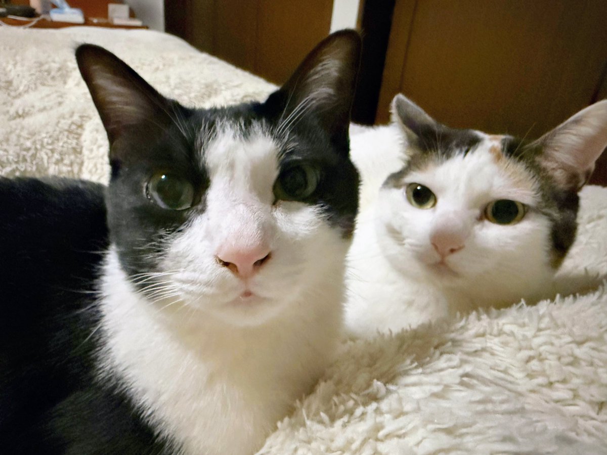 仲良しきょうだいですニャン💞 今日もありがと😺😽✨✨ #ハチワレ #猫