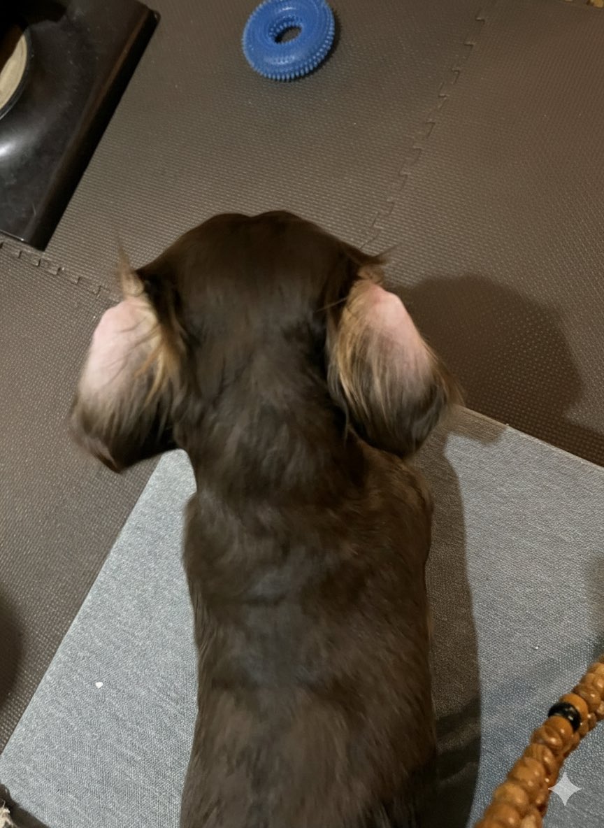 うちにもいた >RT