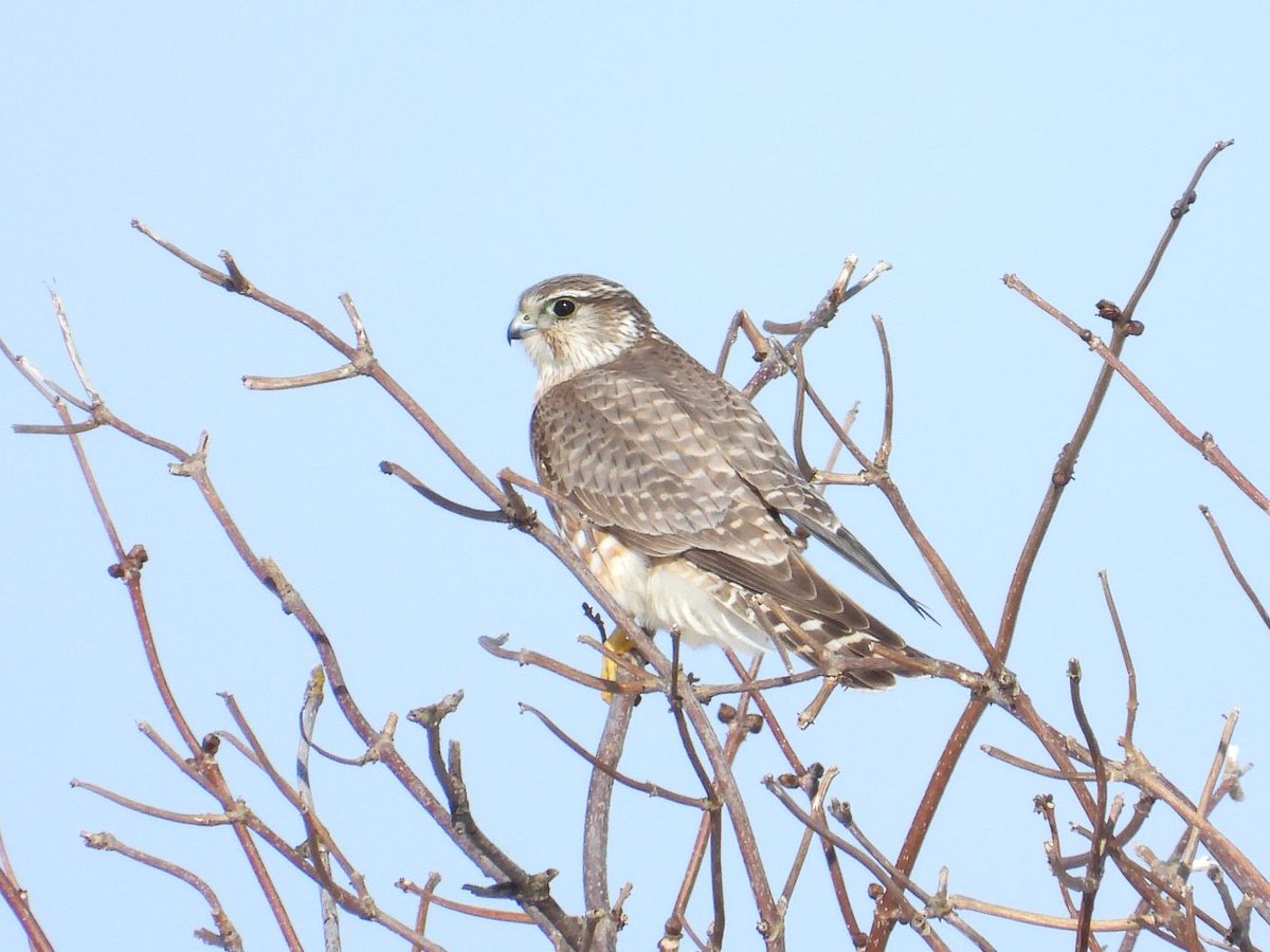 おおくら tweet media