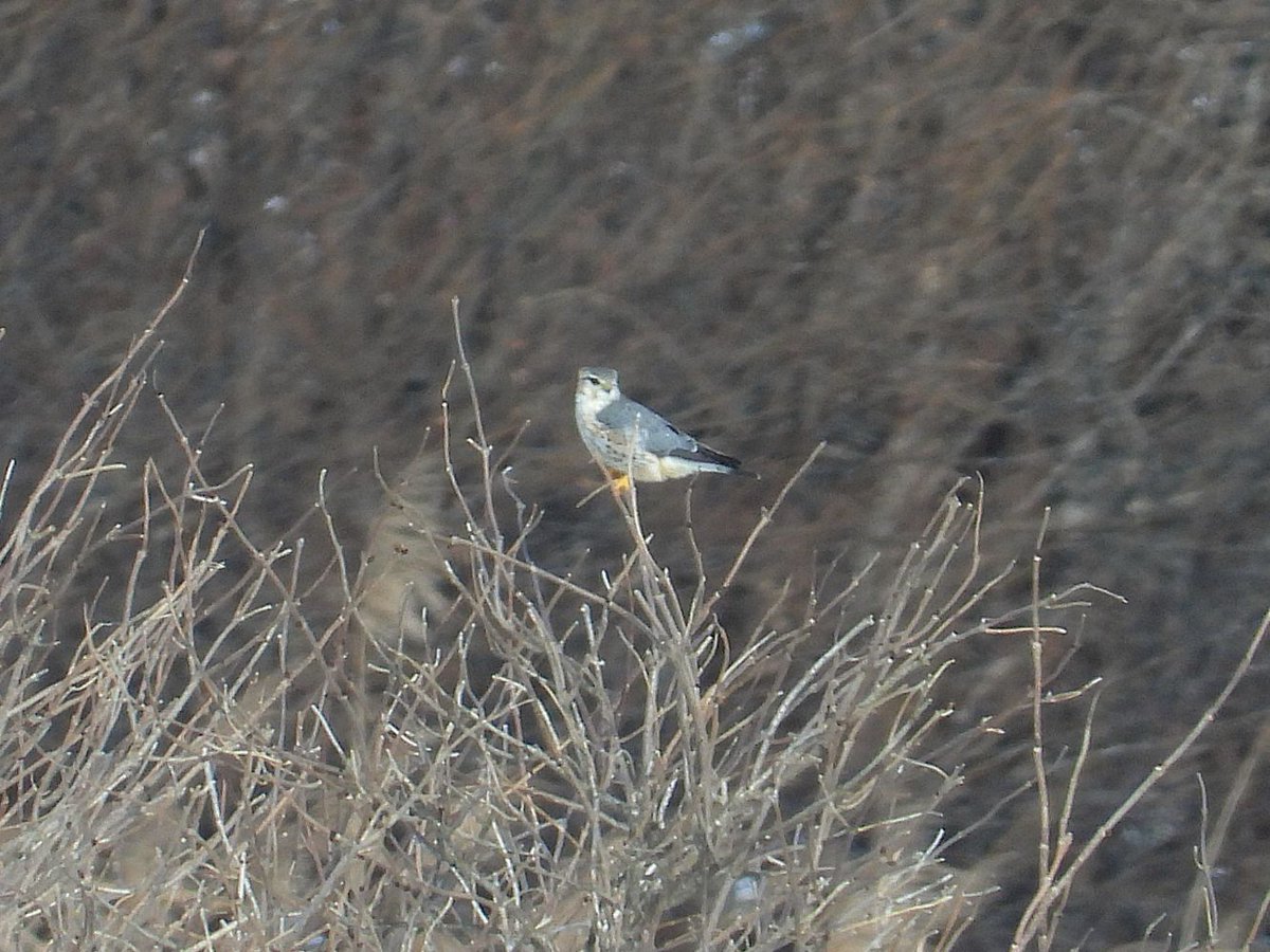 おおくら tweet media