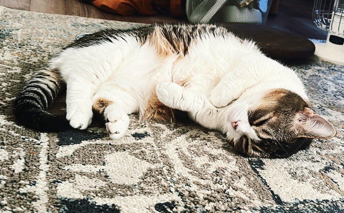 サコ (@sacoeco) / Posts / X