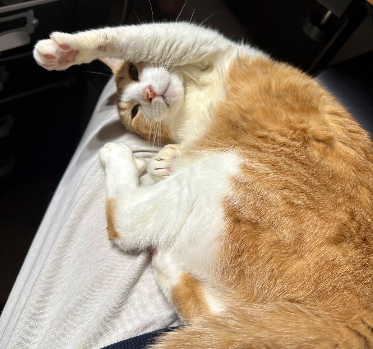 サコ (@sacoeco) / Posts / X