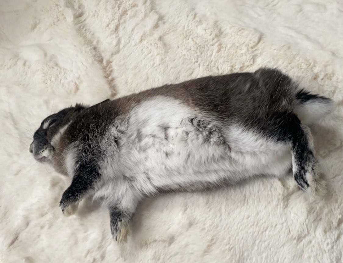 うさぎのふうりん tweet media