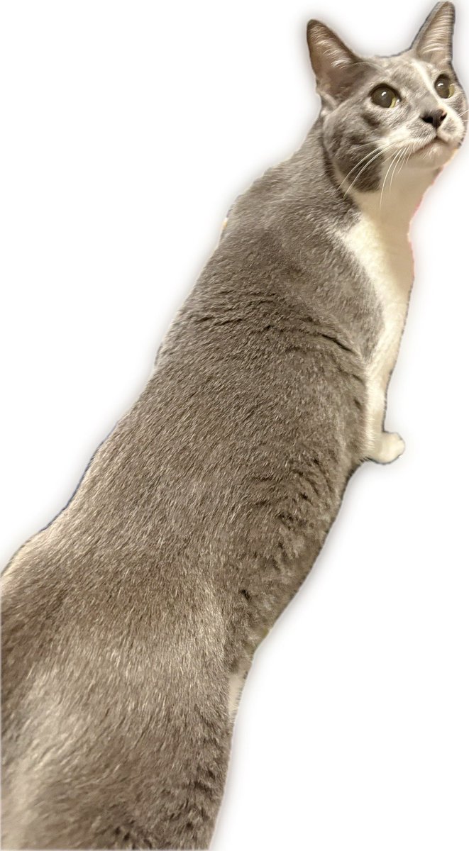 うちの猫はなんか長くなったなぁ。