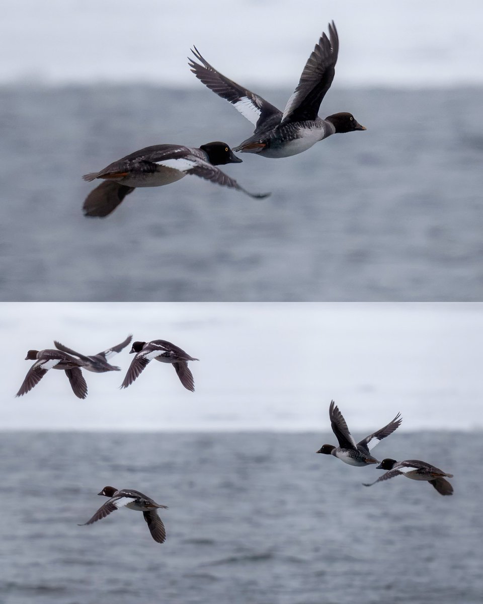 DadamsPhoto's tweet photo. Moments like this are why I shoot winter wildlife. What’s your favorite winter bird? 🥶 https://t.co/9RDVtRxF9q