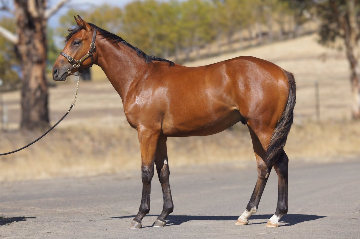 MagnumParkFarm's tweet photo. Another glimpse. ππ
Levendi colts.
Magic Millions Tasmania.
Weβve arrived at Carrick.
Inspections from 1pm tomorrow.
Looking forward to showing them. π
#MagicMillionsTasmania #Levendi #MagnumPark #YearlingDraft #TasBred https://t.co/8cmbZLsgmr