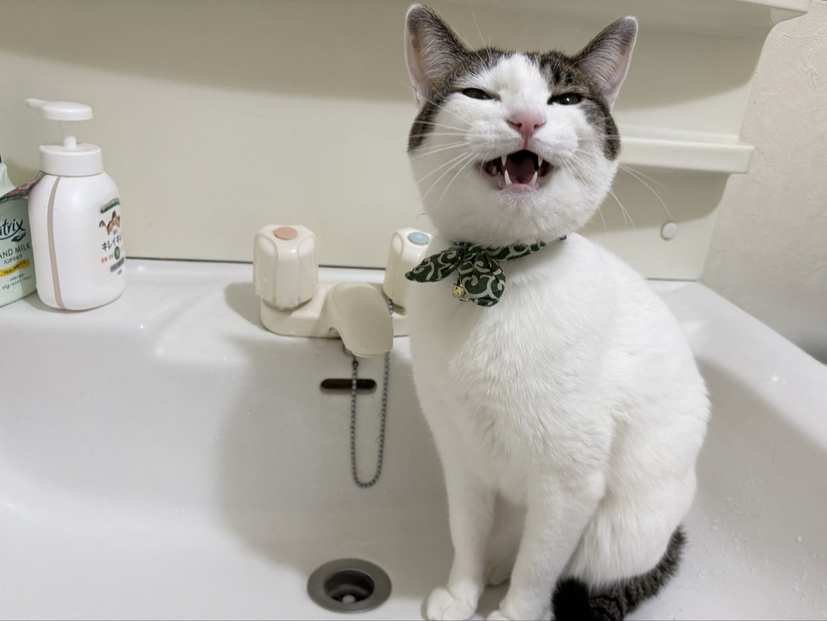 ふくンツ (@fukuruneko0718) / Posts / X