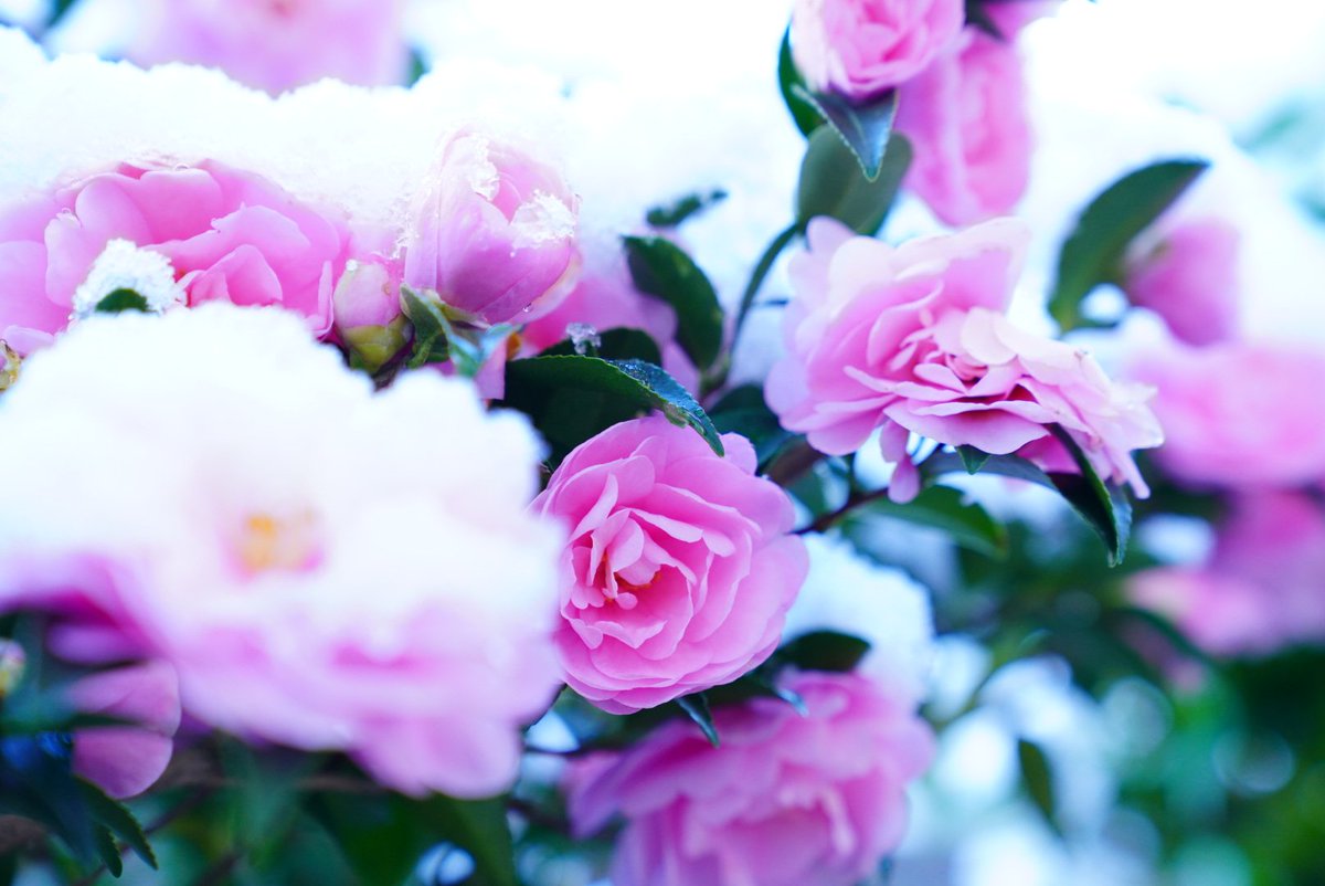 緑茶(露) tweet media