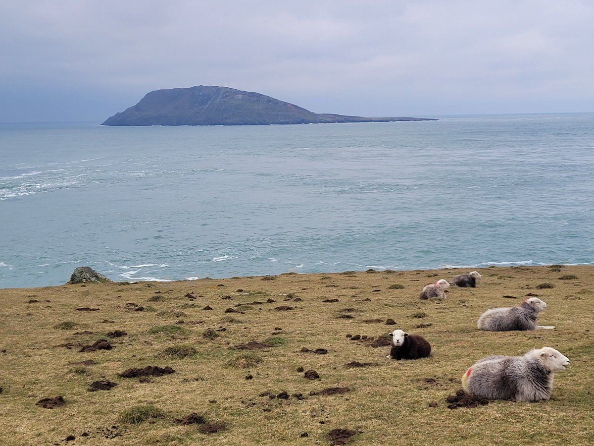 meihebsnbadgers's tweet photo. Enlli
#Enlli #herdwicksheep https://t.co/pe3eOILHar