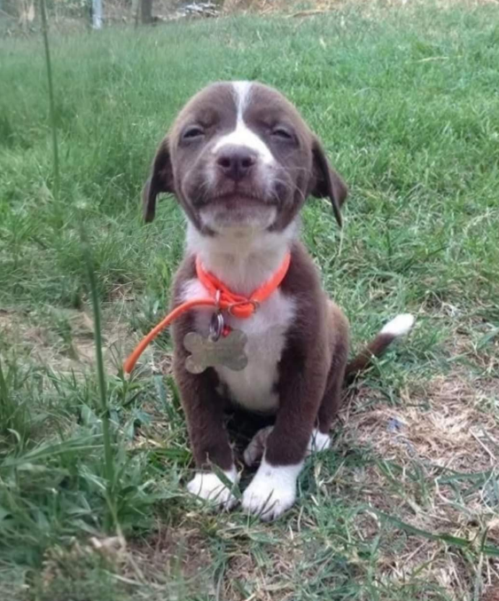 TweeetsOfDogs's tweet image. This little guy got adopted .. congrats hendrix ❤️