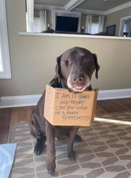 BestinDogs's tweet image. Can you wish me a happy birthday 🥺❤️