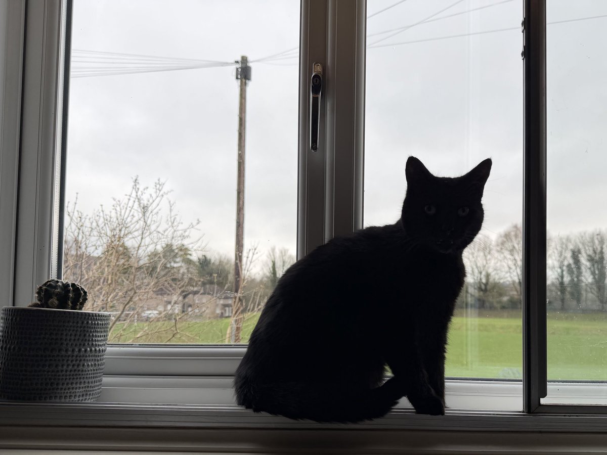 The view today #BlackCat