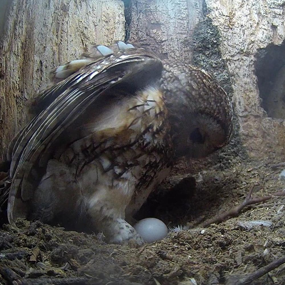 Luna the tawny owl laid her first egg this morning🦉🥚🙌

Go watch her on the livestream👉 robertefuller.com/pages/live-fro…