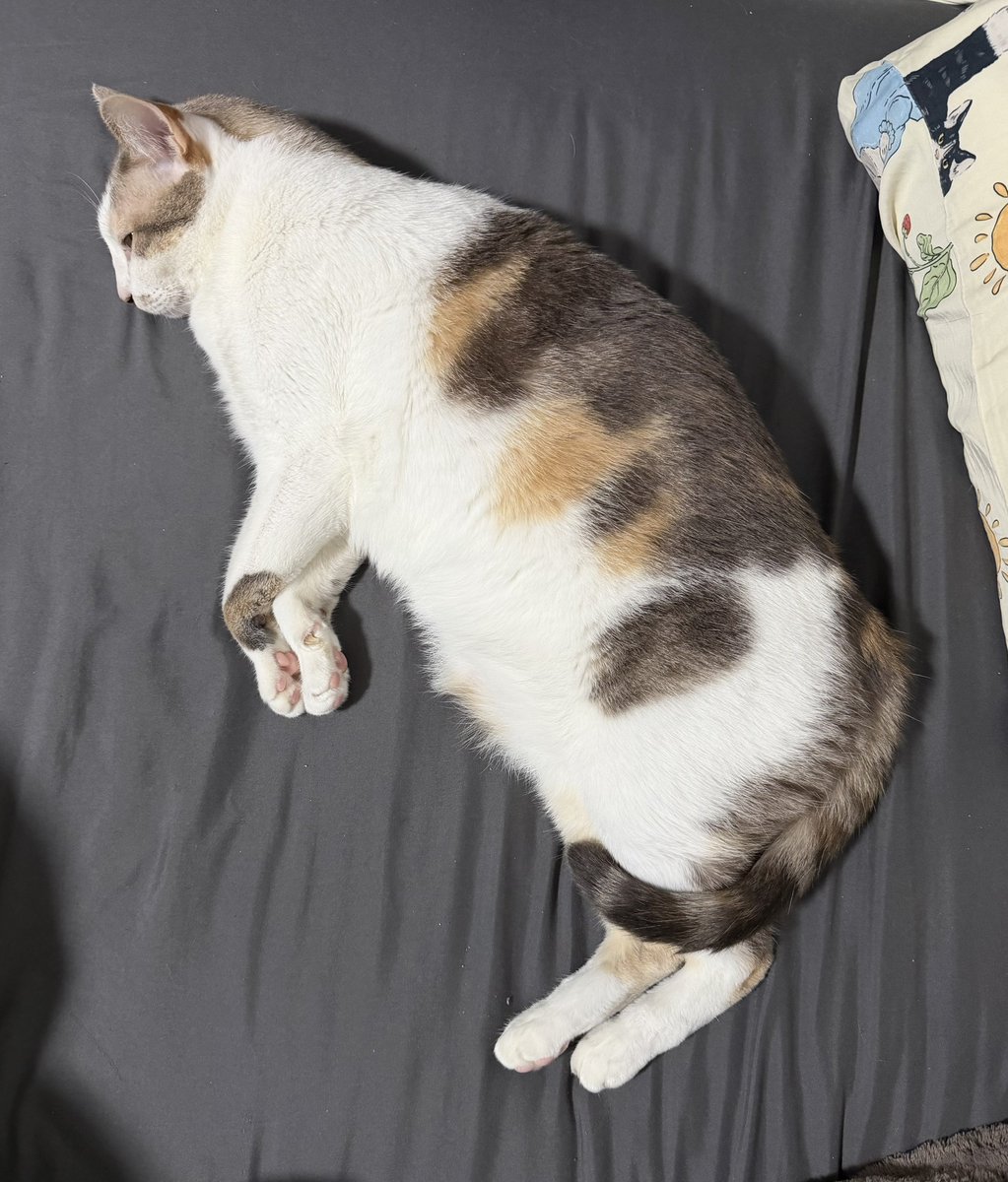 ที่เค้าว่าแมวไทยหัวเล็กคือเรื่องจริงสินะ 😅