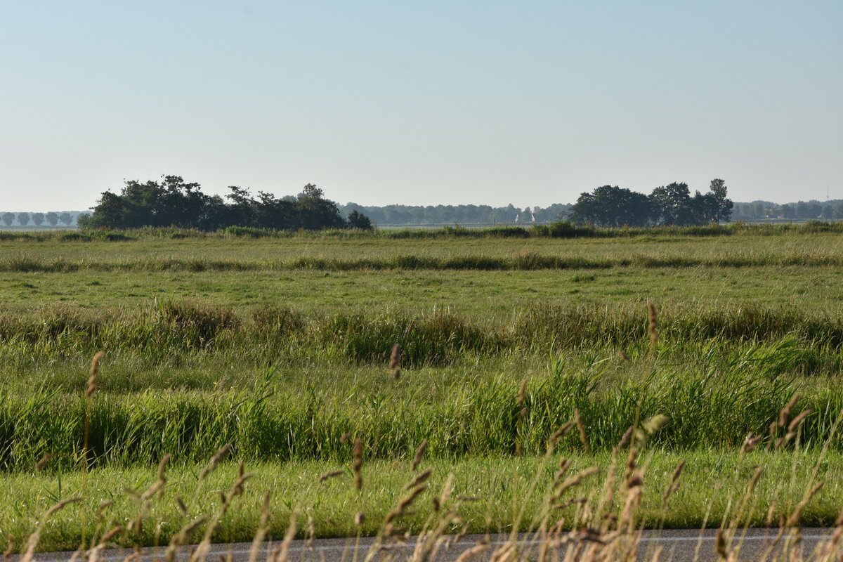 Pestbosjes in het Friese landschap: stille symbolen van verborgen onheil. #10voor8 tresoar.nl/vertellen/verh…