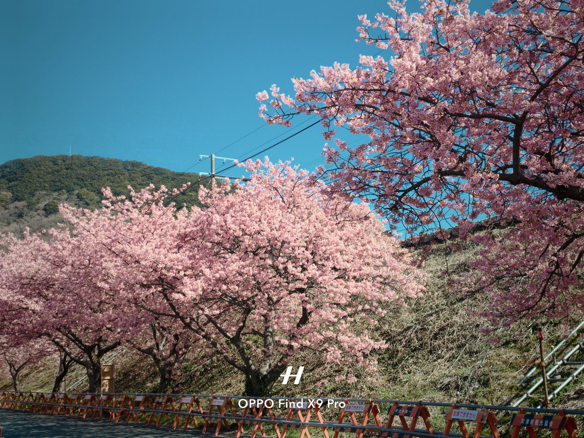 本日は 静岡県の河津町に河津桜を撮りに行きました。バチクソに綺麗で