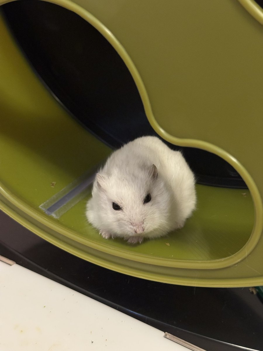 졸린 햄스터를 쓰다듬으면... 송편이 됩니다
(크림이는 저랑 친하고, 살살 쓰다듬어주면 좋아해요 매일 하지 X, 자기가 싫을땐 잘 빠져나감 좋으면 가만히 있어줌, 쥐인님의 기분에 맞추어 줍니다)