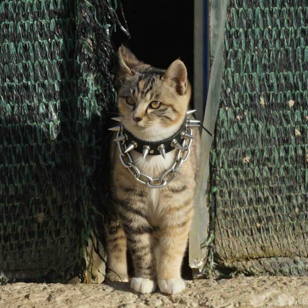 dailyruncat's tweet image. 목걸이 강화해봤습니다