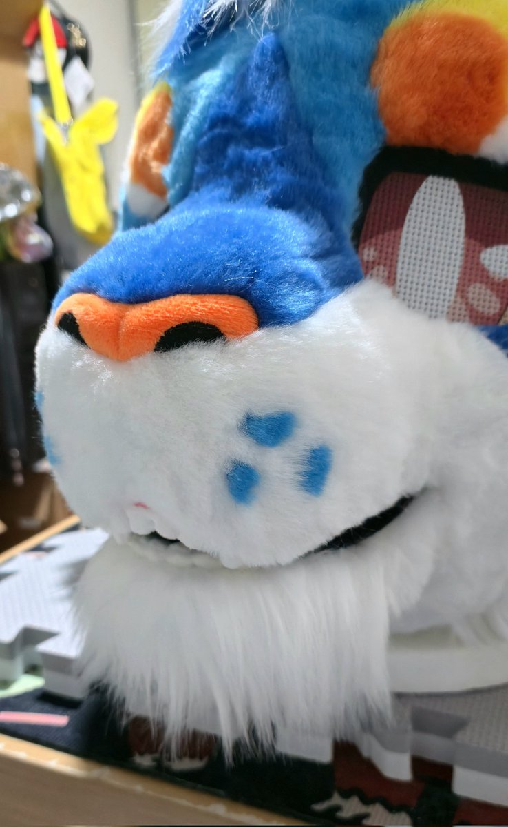 🐾Keda Marche🐾 tweet media