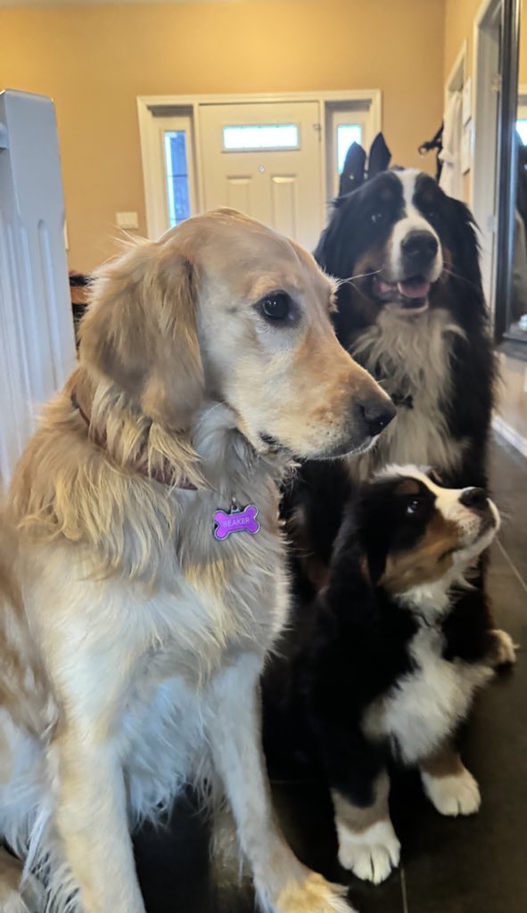 bunsenbernerbmd's tweet photo. 🚨BREAKING NEWS🚨
DOGS ARE STILL GOOD https://t.co/twTb1IQlIB