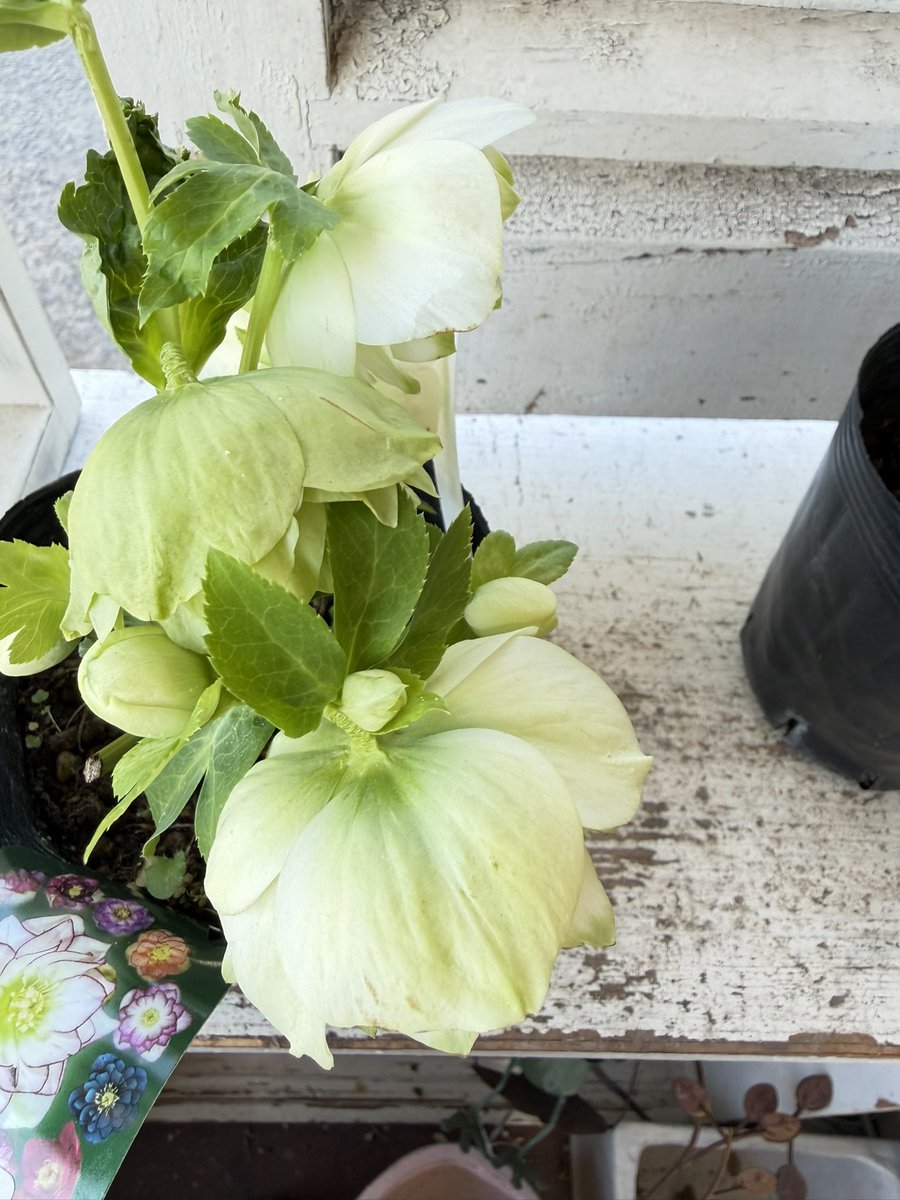 今日は爪利休のご紹介を。曽田園芸さんの利休は色んなバリエーションが