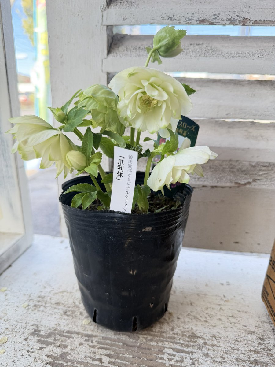 今日は爪利休のご紹介を。曽田園芸さんの利休は色んなバリエーションが