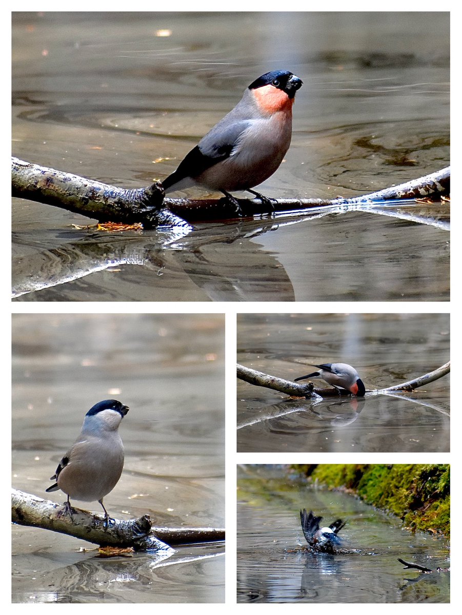 何か野鳥がやって来ないか、初めて訪れた森林の水飲み場で待機していたところ、ウソが現れました。それまでヤマガラが陣取っていましたが、居なくなった隙を見計らって水分補給と水浴び。オスと交代でメスも飛来。滑らかな羽毛を眺めていると撫でてみたくなります。これで撮影した野鳥は６７種目🦜