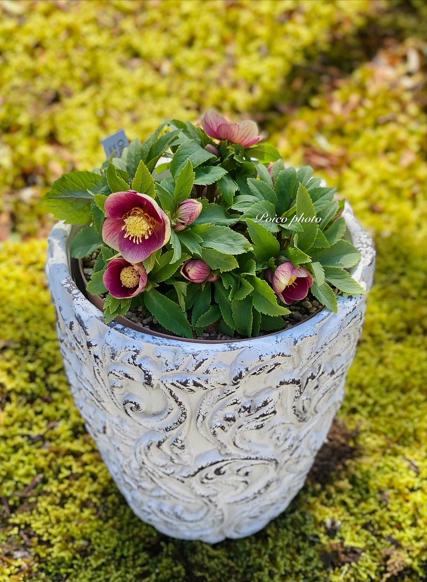 いよいよ鉢管理のクリスマスローズが咲き始めました。めっっちゃ可愛い