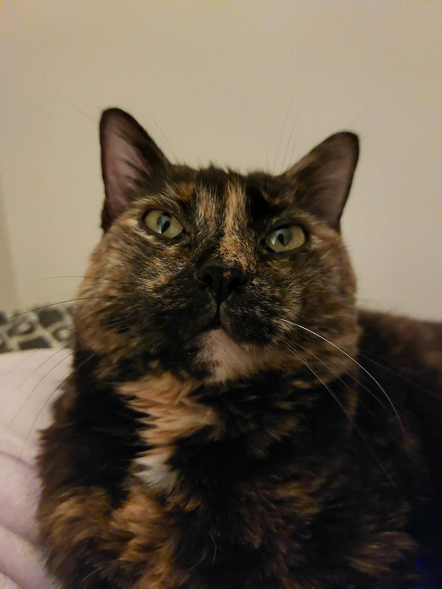 AstonGunjan's tweet photo. Hello, Harmonie😍 https://t.co/4PvVFXP5uX