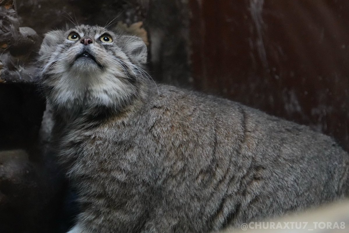 マヌルネコ🐱 📷2025年12月 📍上野動物園