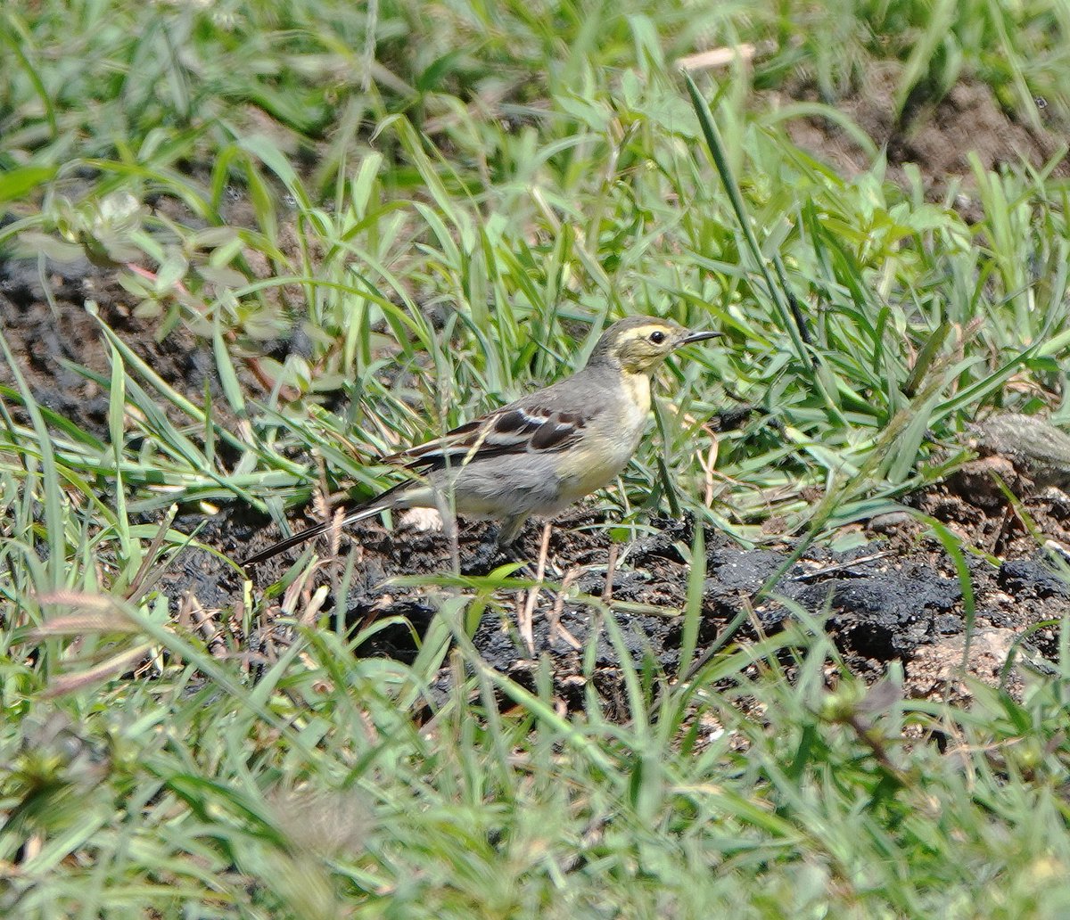 Long Nab Birder tweet media