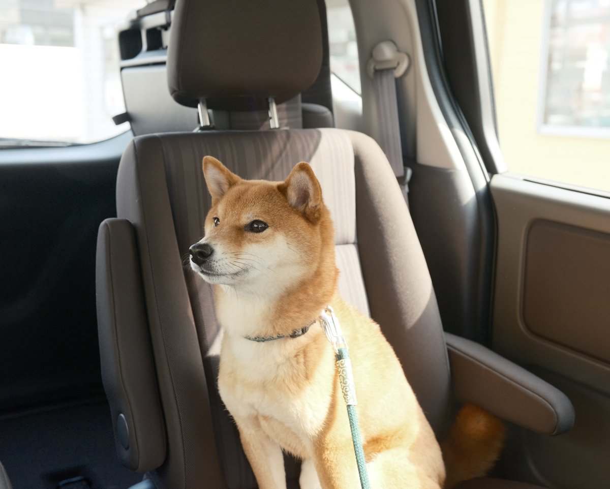 僕は病院に行ったけど、ずっとガタガタ震えていませんでした。
また、受付で漏らしてもいません。
っていう顔をしている犬。
（2026.02.16）

#写真日記
#写真好きな人と繋がりたい
#photooftheday
#picoftheday