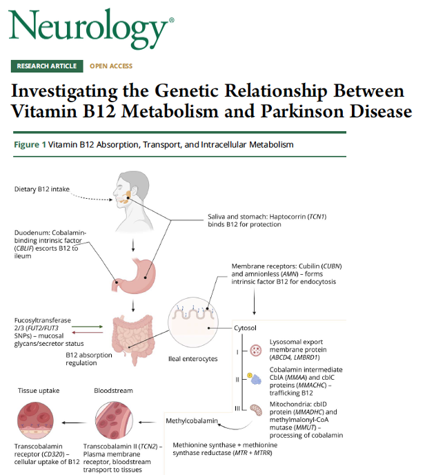 MichaelOkun's tweet image. Does vitamin B12 play a role in Parkinson’s disease risk? What do the genes tell us? Vitamin B12 metabolism refers to how the body absorbs, transports and uses vitamin B12, which is essential for nerve function and energy production. Dering and colleagues describe in a new paper