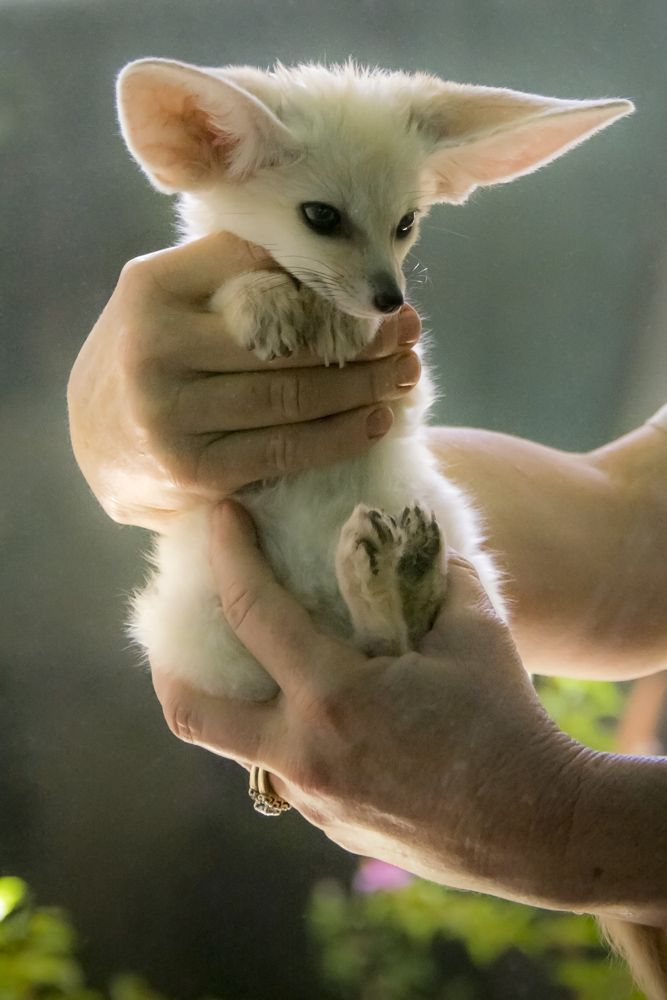 FennecEveryHr's tweet photo. https://t.co/Kpt9uozVnE