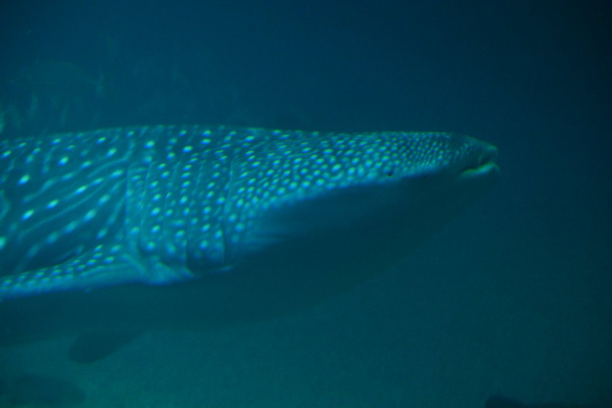 ジンベエザメ大きかったです🦈