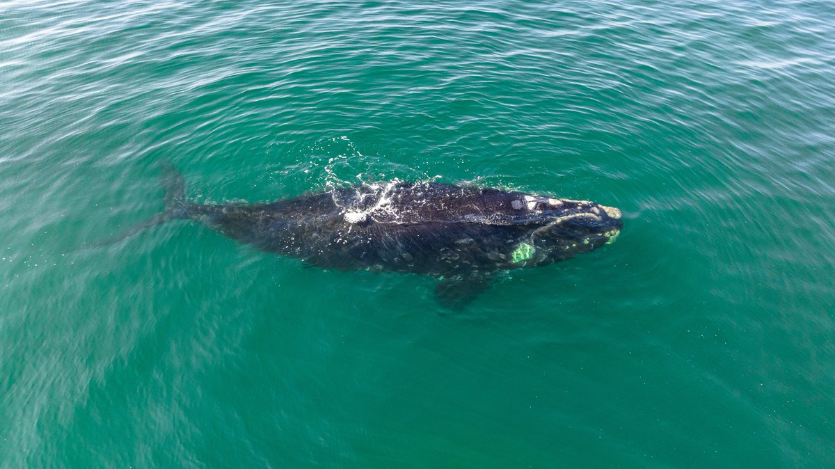 Gobierno de Chile tweet media