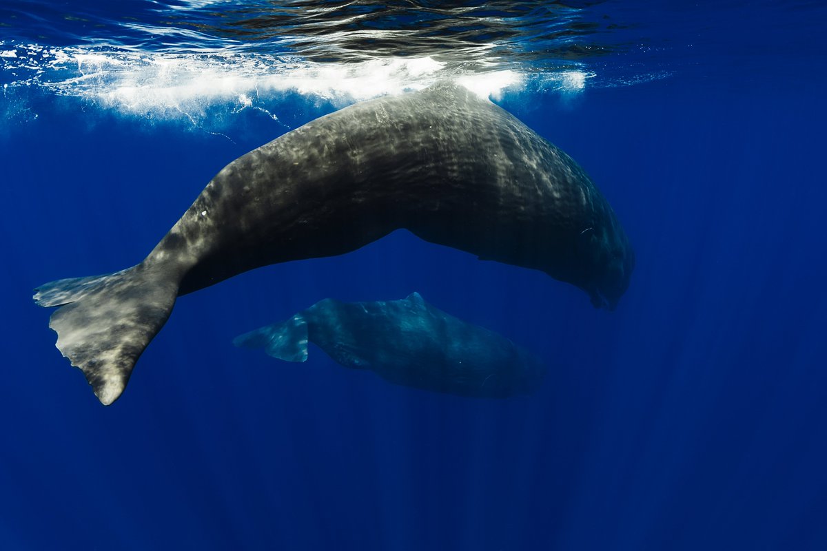 Gobierno de Chile tweet media