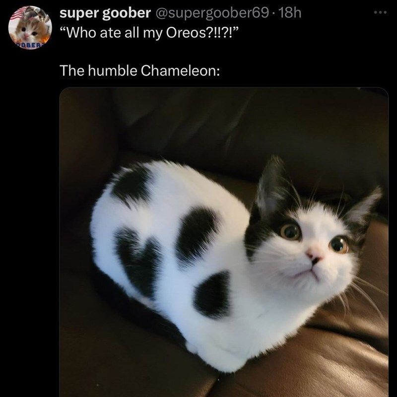 Tweets Of Cats (@tweetsofcats) on Twitter photo 