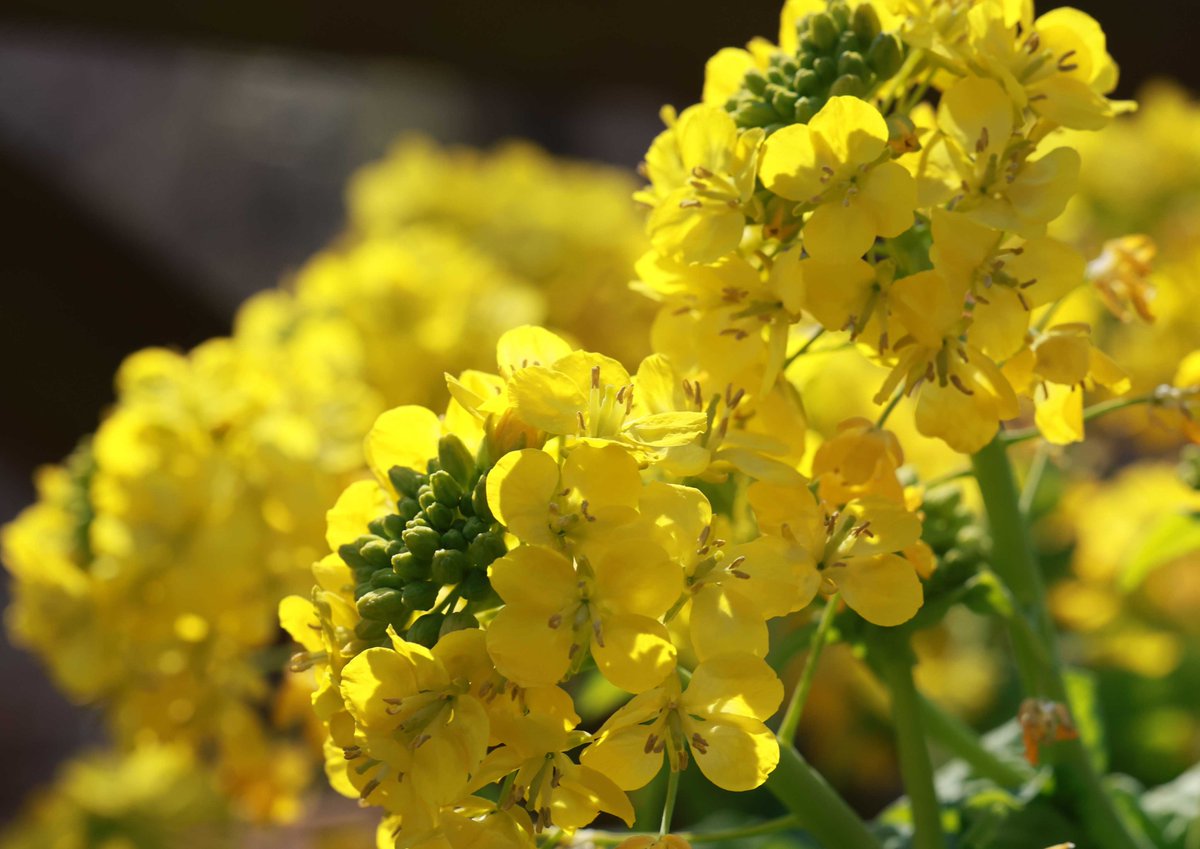 神戸布引ハーブ園にて。暖かな陽射しの中で、菜の花が開花を始めていました。見るだけで、元気が出てくるビタミンカラーです😄