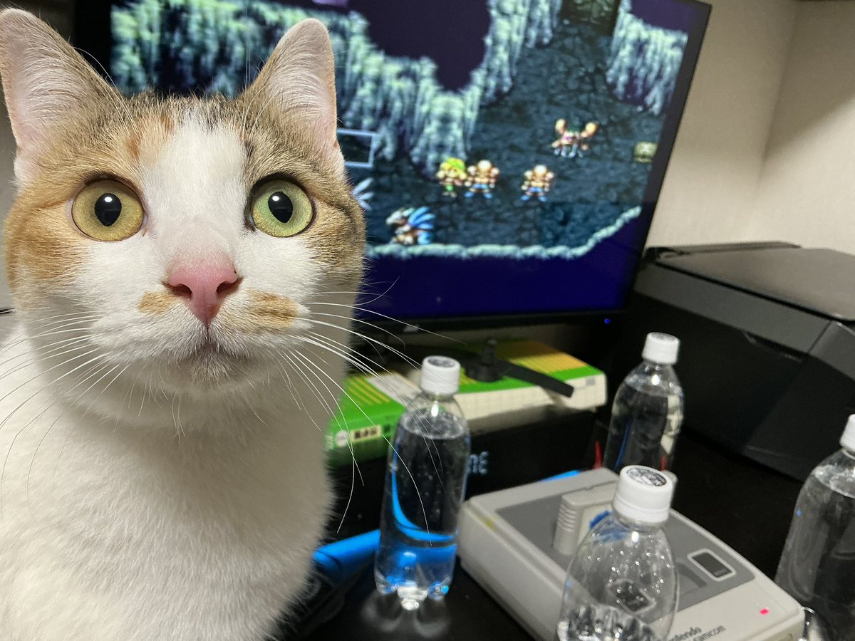 猫太 (@nekotaro21) / Posts / X