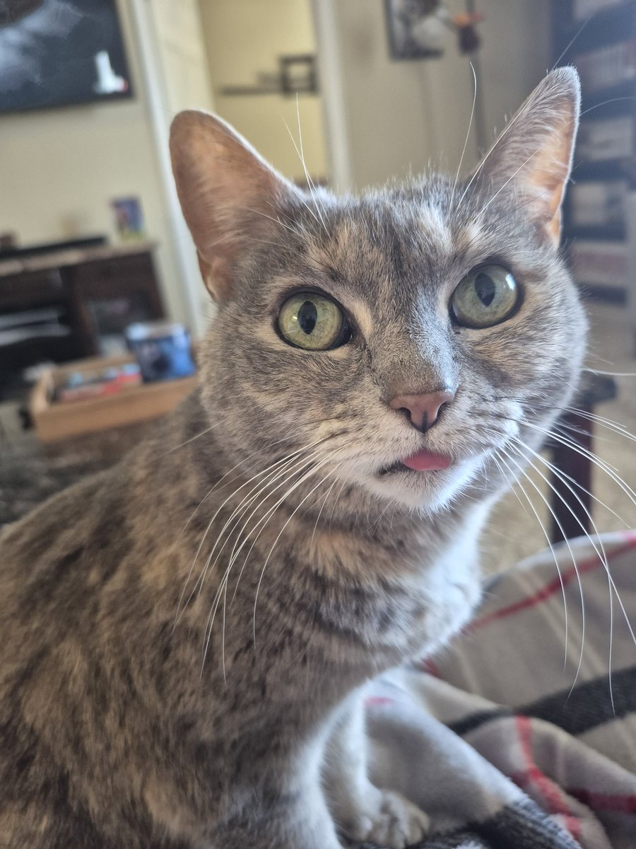 Moose Haddock 🫎 🐟 Mermoose VTuber tweet media