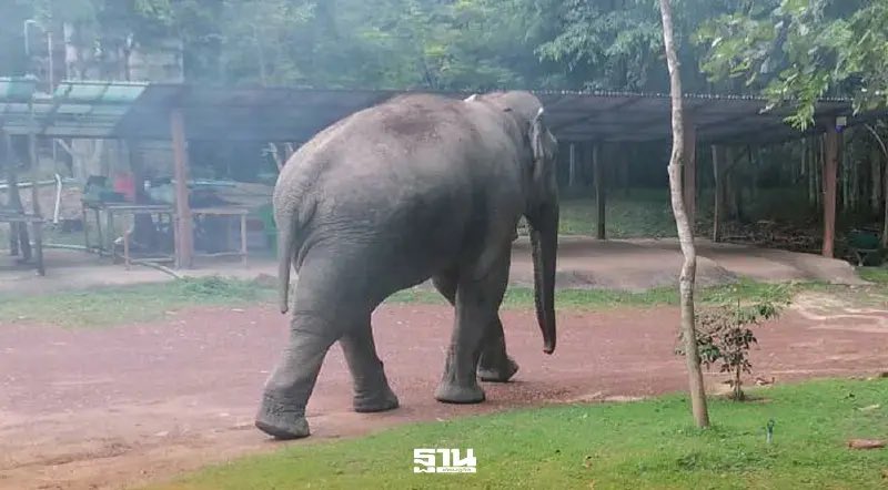 ผลตรวจสอบพบกลุ่มรีสอร์ทฟ้องศาลปกครองไล่ช้างสีดอหูพับ บางส่วนรุกพื้นที่ป่าสงวนแห่งชาติ ซึ่งรีสอร์ทประมาณ 5-6 แห่งอยู่ในพื้นที่ สปก. กระทำผิดชัดเจน คือ ใช้ที่ดินผิดวัตถุประสงค์ สปก.เตรียมฟ้องขับไล่ รื้อถอน ส่วนที่รุกป่า ก.อุทยานฯ เตรียมดำเนินคดี
#สีดอหูพับ #ช้างป่า