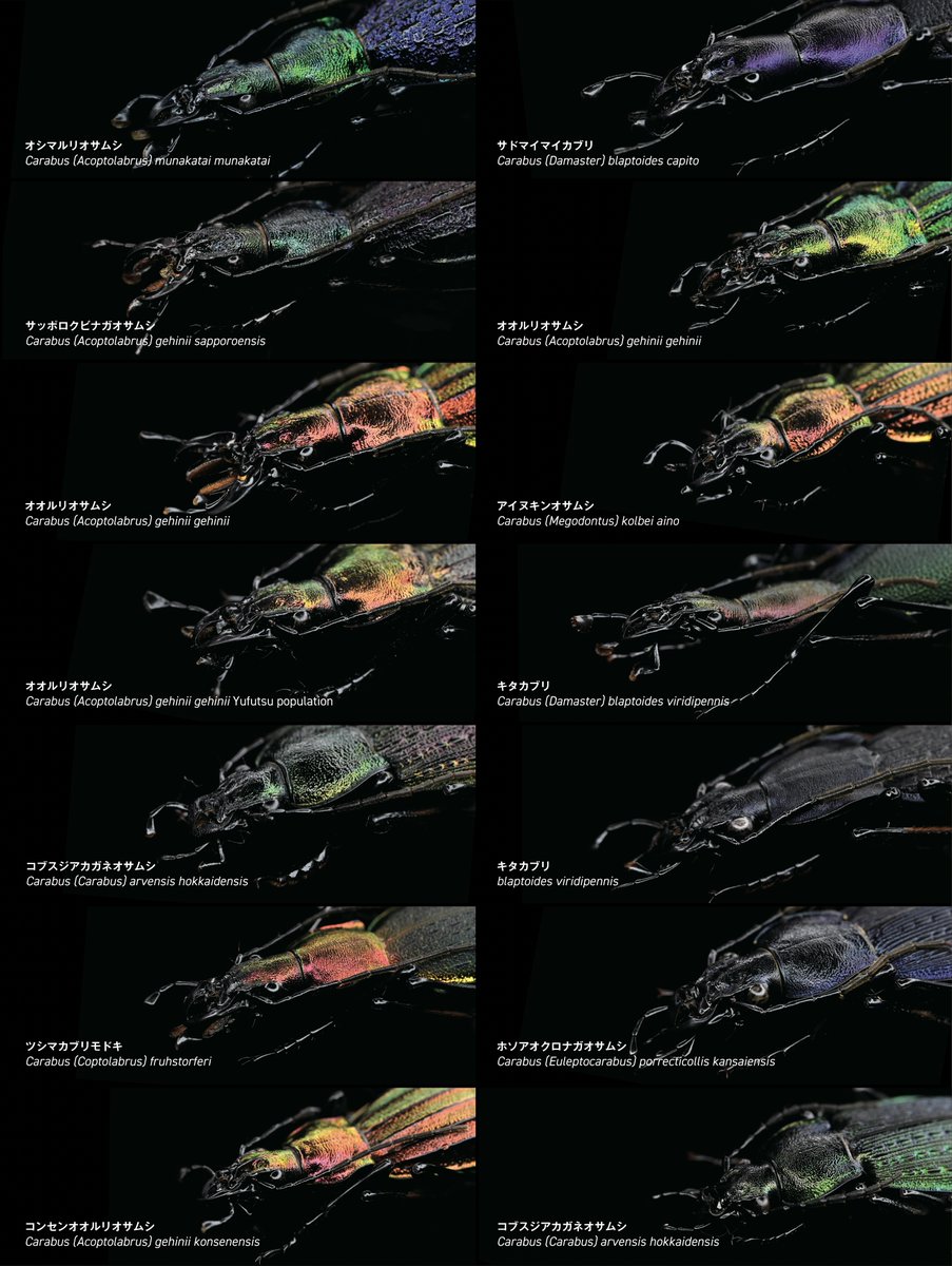 BUGS-DESIGN tweet media