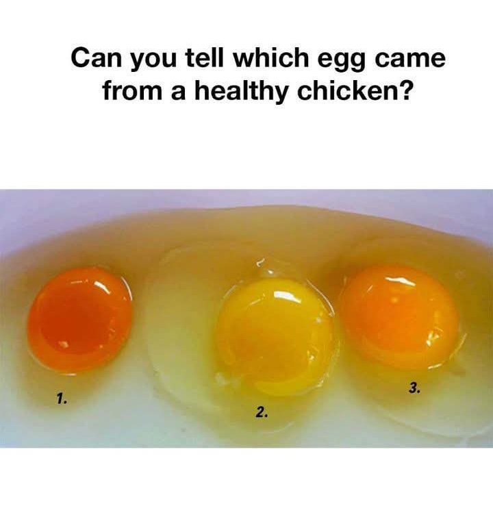 IqraGondal tweet media