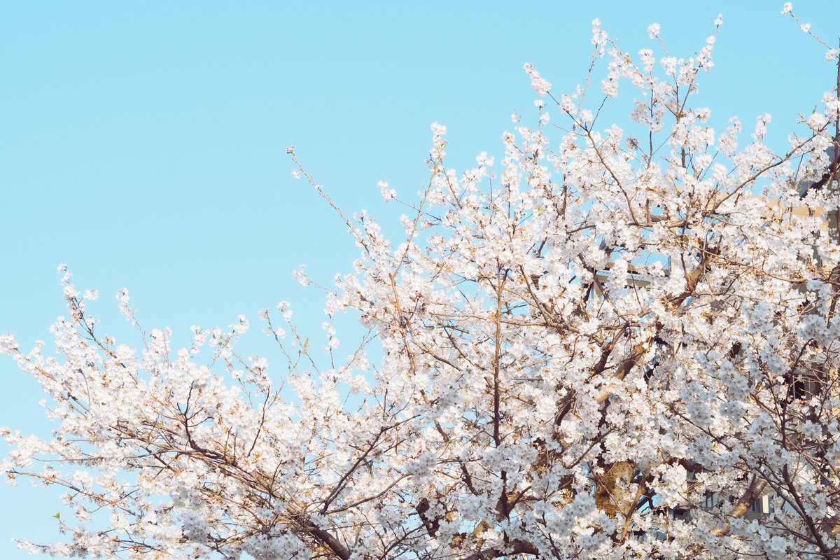 kanatosui_'s tweet photo. 地元の春。なんだかんだ10年選手くらいのOLYMPUS epl7で。 https://t.co/UaZP4EkNps